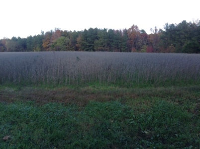 Central Virginia Farm w/ High Quality Timber & Class 1 Soils - image 4