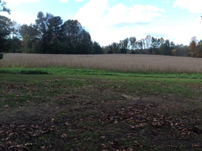 Central Virginia Farm w/ High Quality Timber & Class 1 Soils - image 7