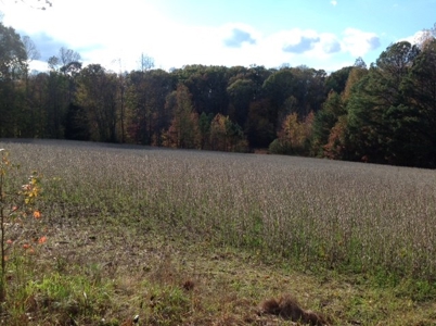 Central Virginia Farm w/ High Quality Timber & Class 1 Soils - image 9