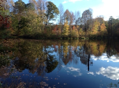 Central Virginia Farm w/ High Quality Timber & Class 1 Soils - image 14