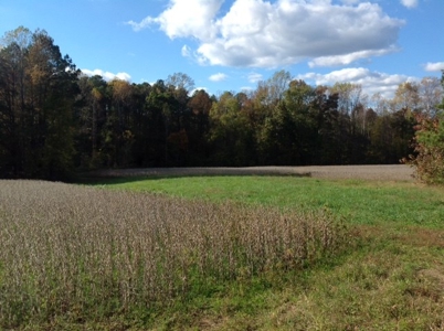 Central Virginia Farm w/ High Quality Timber & Class 1 Soils - image 11