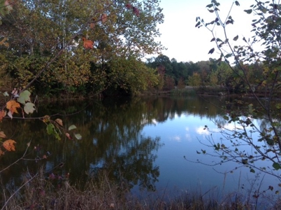 Central Virginia Farm w/ High Quality Timber & Class 1 Soils - image 3
