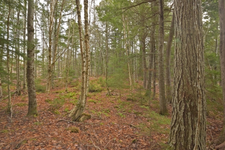 Maine Land for Sale in Greenfield - image 18