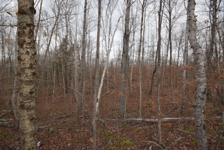 Maine Land for Sale in Greenfield - image 6