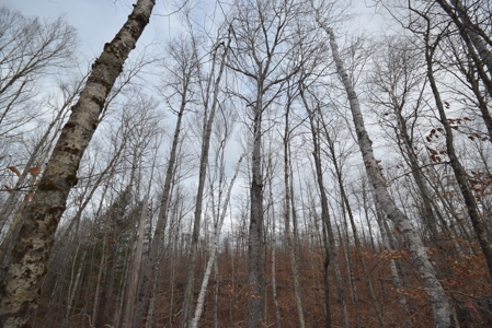 Maine Land for Sale in Greenfield - image 7