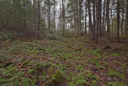Maine Land for Sale in Greenfield - image 14