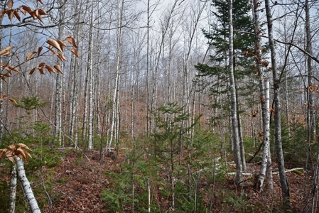 Maine Land for Sale in Greenfield - image 25