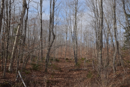 Maine Land for Sale in Greenfield - image 20