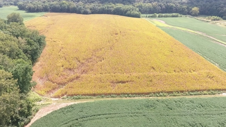 40 Acres in Jasper County, IL – Hunt, Farm, Relax, and Earn! - image 5