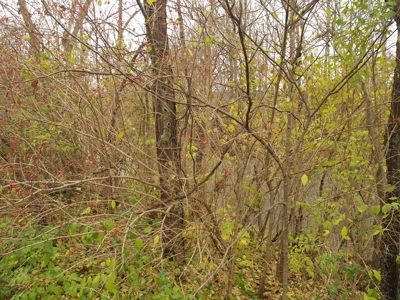 Real Estate Auction - 5 Bedroom Farm House - Delaware, Ohio - image 26