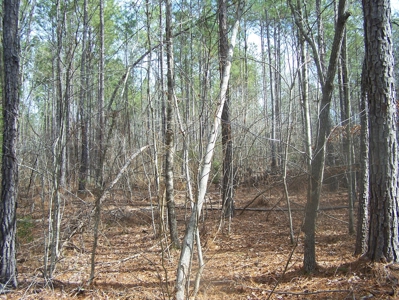 Timber, Ponds And Meadows In Blythewood, Sc - image 22