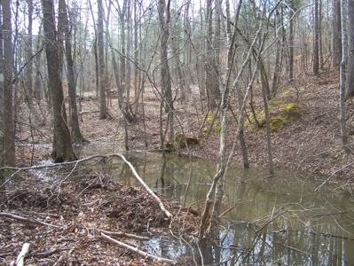 Timber, Ponds And Meadows In Blythewood, Sc - image 20