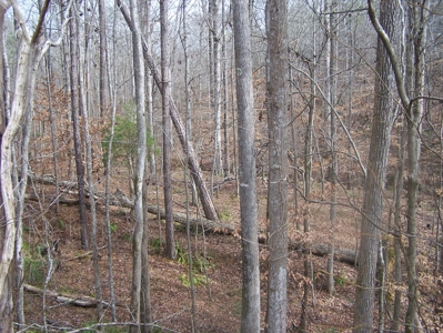 Timber, Ponds And Meadows In Blythewood, Sc - image 5