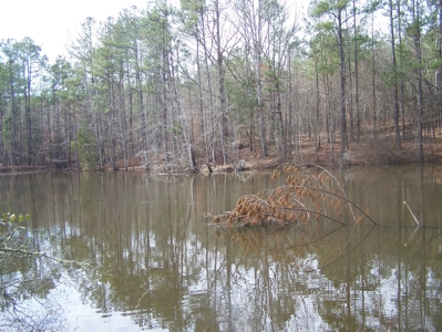 Timber, Ponds And Meadows In Blythewood, Sc - image 4