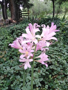 Cabins For Sale In The Ozark Mountains! - image 45