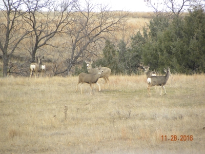 Absolute Auction - Sd Ranch Land For Sale-Stomprud Ranch - image 15