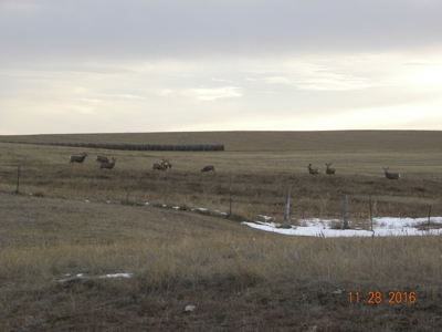 Absolute Auction - Sd Ranch Land For Sale-Stomprud Ranch - image 14