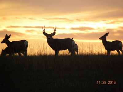 Absolute Auction - Sd Ranch Land For Sale-Stomprud Ranch - image 16