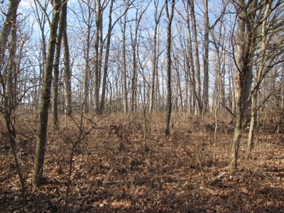 Tract 2: Lease Only Auction, 120 Acres Hunting Property - image 17