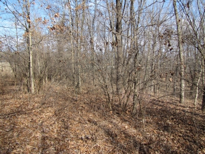 Tract 2: Lease Only Auction, 120 Acres Hunting Property - image 16