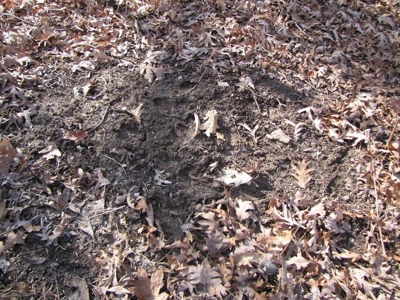 Tract 2: Lease Only Auction, 120 Acres Hunting Property - image 15