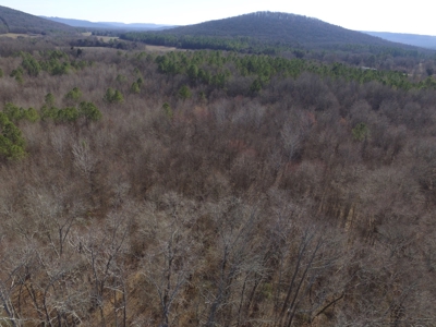 36.84 Acres Somerville, AL - image 2