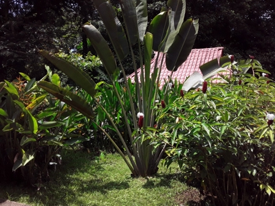 Titled Bocas del Toro Bed & Breakfast or  Luxury Compound - image 4