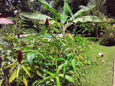 Titled Bocas del Toro Bed & Breakfast or  Luxury Compound - image 3