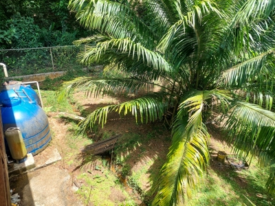 Titled Bocas del Toro Bed & Breakfast or  Luxury Compound - image 22