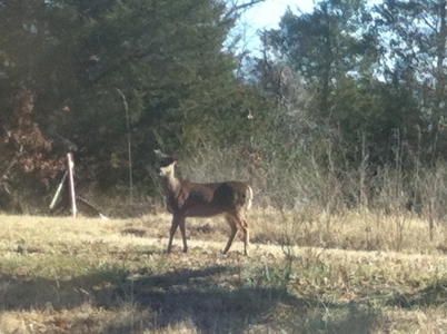 Arkansas  Secluded  220 Acres With Lake For Sale - image 35