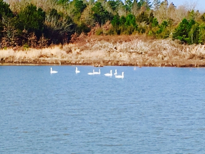 Arkansas  Secluded  220 Acres With Lake For Sale - image 2