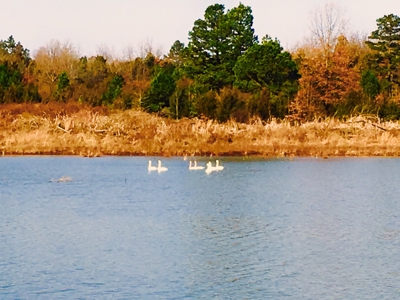 Arkansas  Secluded  220 Acres With Lake For Sale - image 1