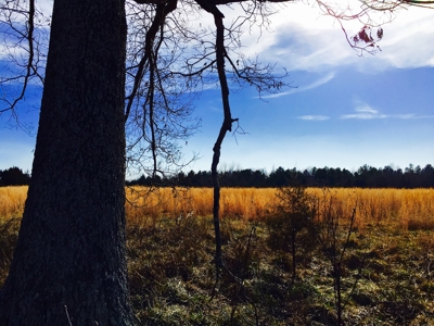 Arkansas  Secluded  220 Acres With Lake For Sale - image 4