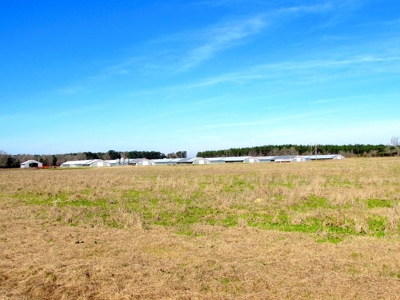 Poultry Farm with Land and Home Wayne County Ms - image 4