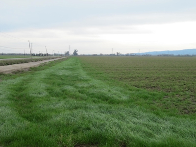 Yolo County Farm Land For Sale - Currently In Alfalfa - image 8