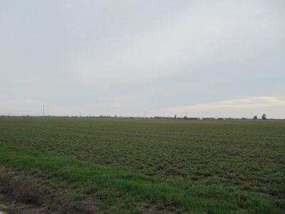 Yolo County Farm Land For Sale - Currently In Alfalfa - image 11