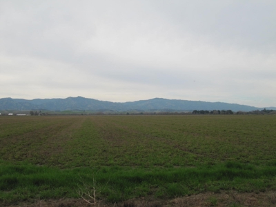 Yolo County Farm Land For Sale - Currently In Alfalfa - image 2
