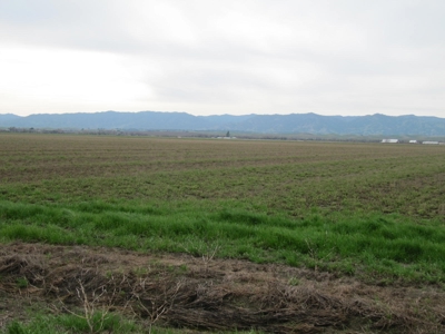 Yolo County Farm Land For Sale - Currently In Alfalfa - image 4