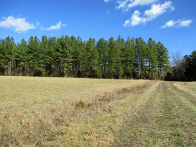 Auction 146Ac Farm Pine Plantation / Cropland /Kerr Lake - image 4