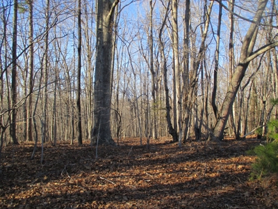 91+ Acre Farm Kerr Lake  Exceptional Timber And Cropland - image 16