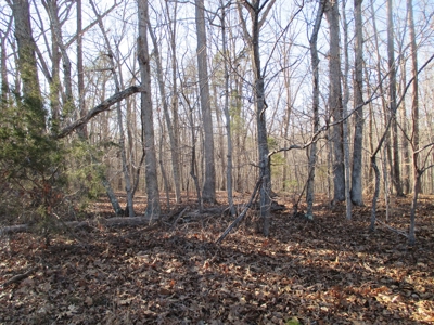 91+ Acre Farm Kerr Lake  Exceptional Timber And Cropland - image 15