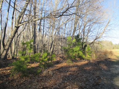 91+ Acre Farm Kerr Lake  Exceptional Timber And Cropland - image 17