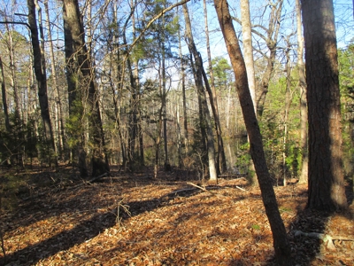 91+ Acre Farm Kerr Lake  Exceptional Timber And Cropland - image 24