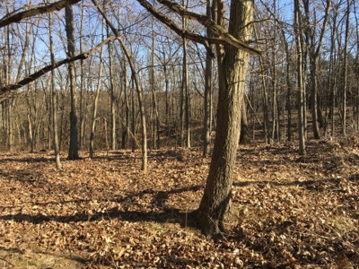 40 +/- Acres Wapello County, Iowa - image 3