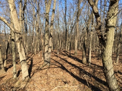 40 +/- Acres Wapello County, Iowa - image 2