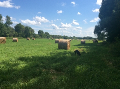 Home and Hobby Farm in Princeton, MN - image 23