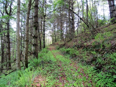 42.75 Acres Of Spacious Retreat In Rural Retreat, Va - image 3