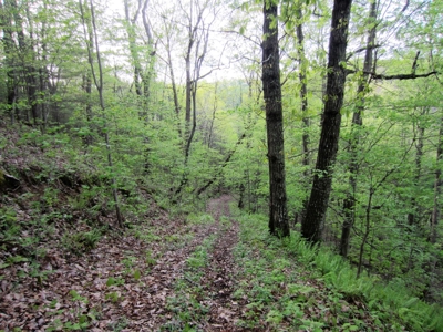 42.75 Acres Of Spacious Retreat In Rural Retreat, Va - image 2