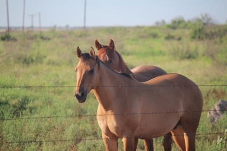 Hudson Ranch Auction Tract 19 - image 12