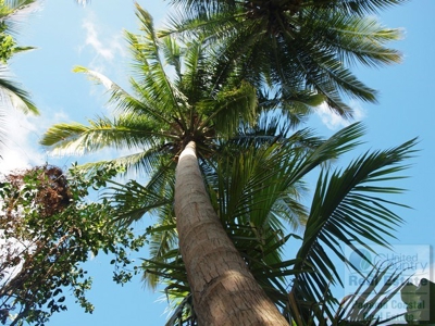 Oceanfront lot in Playa Burica land for sale in panama - image 16